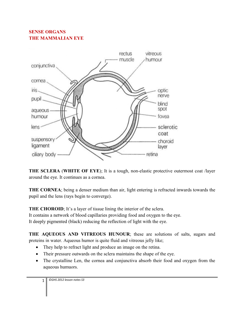 The Mammalian Eye