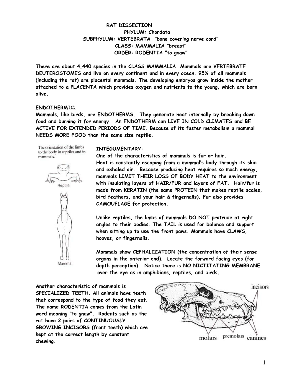 RAT DISSECTION PHYLUM: Chordata