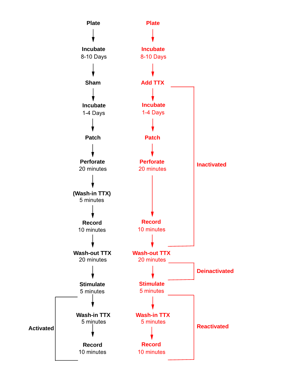 Figure S1: Experimental Timecourse. the Left Column (Black) and the Right Column (Red)