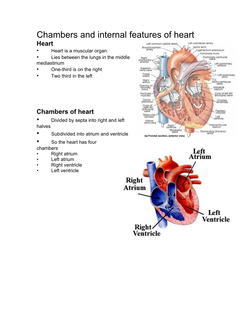 Chambers and Internal Features of Heart