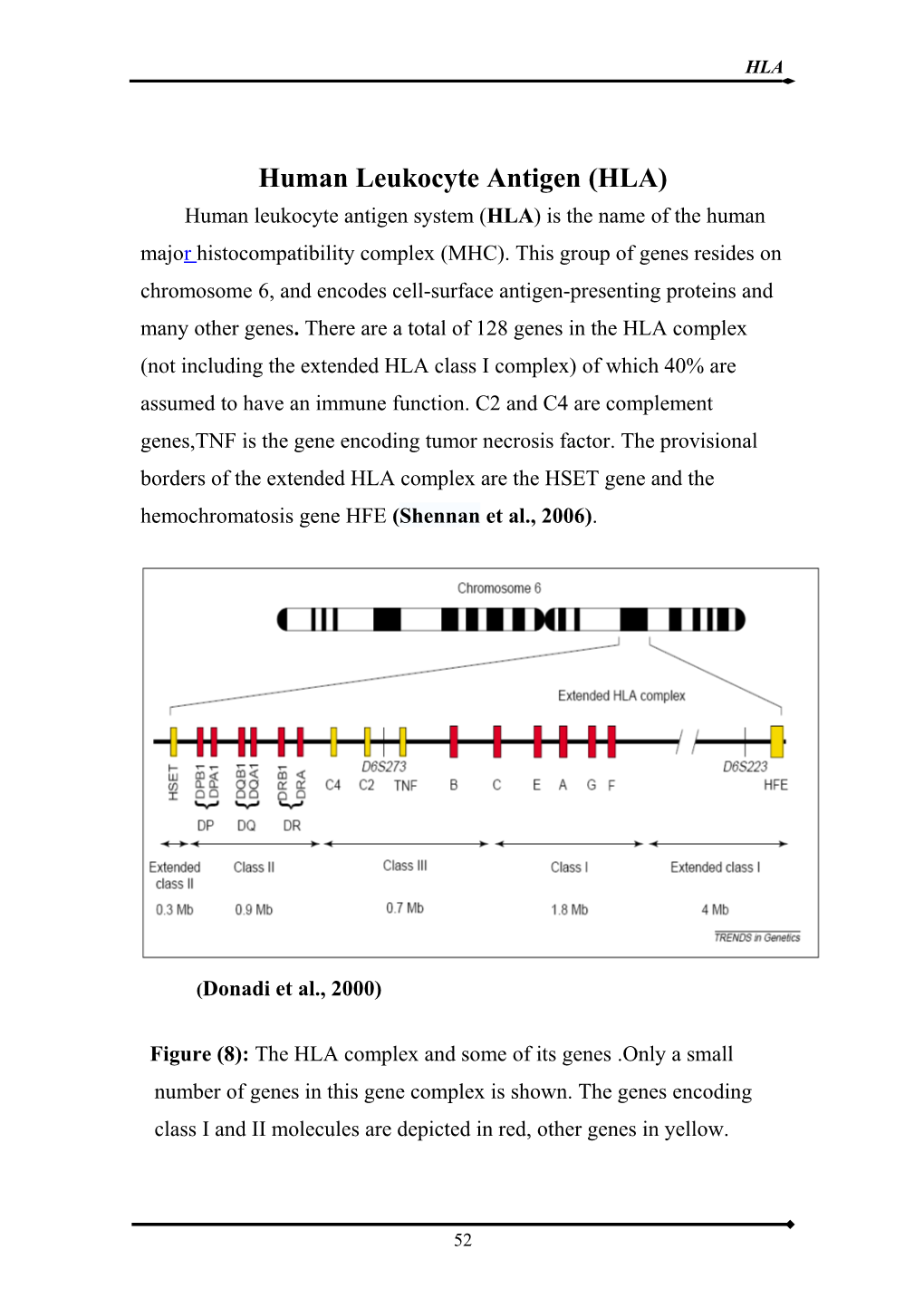 Human Leukocyte Antigen (HLA)