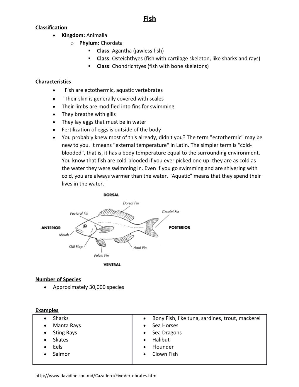 Class: Agantha (Jawless Fish)