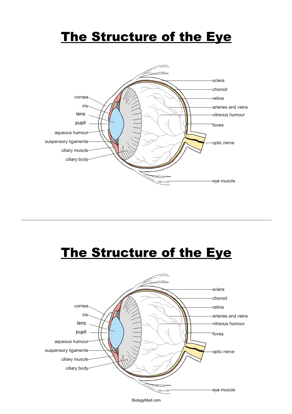 The Structure of the Eye