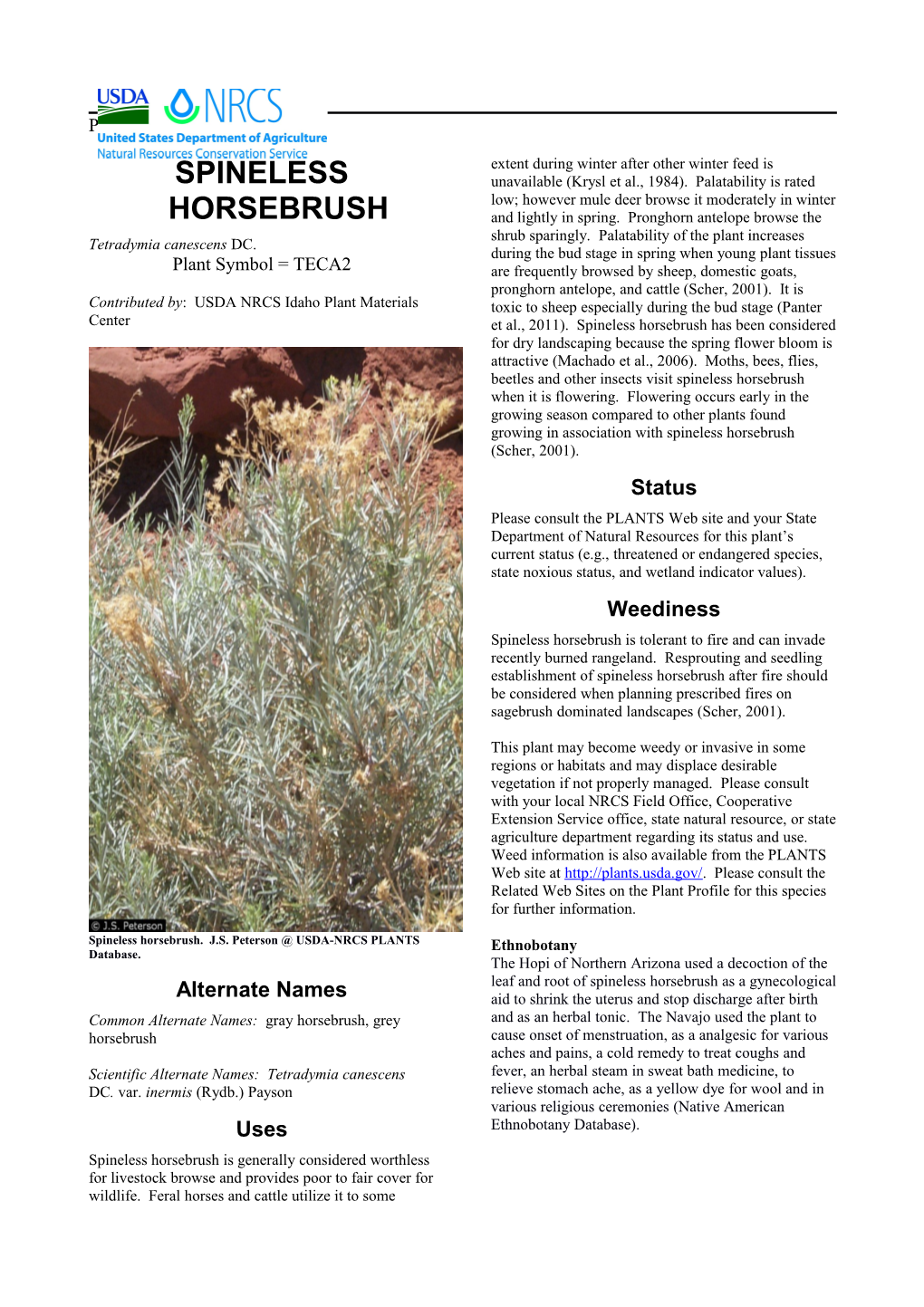 Plant Guide for Spineless Horsebrush Tetradymia Canescens