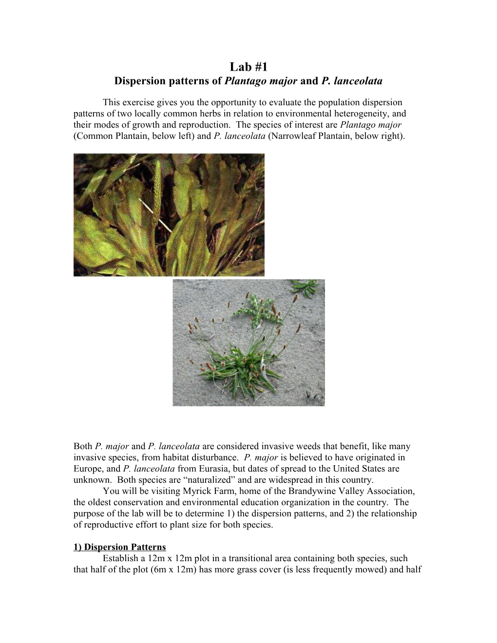 Dispersion Patterns of Plantago Major and P. Lanceolata