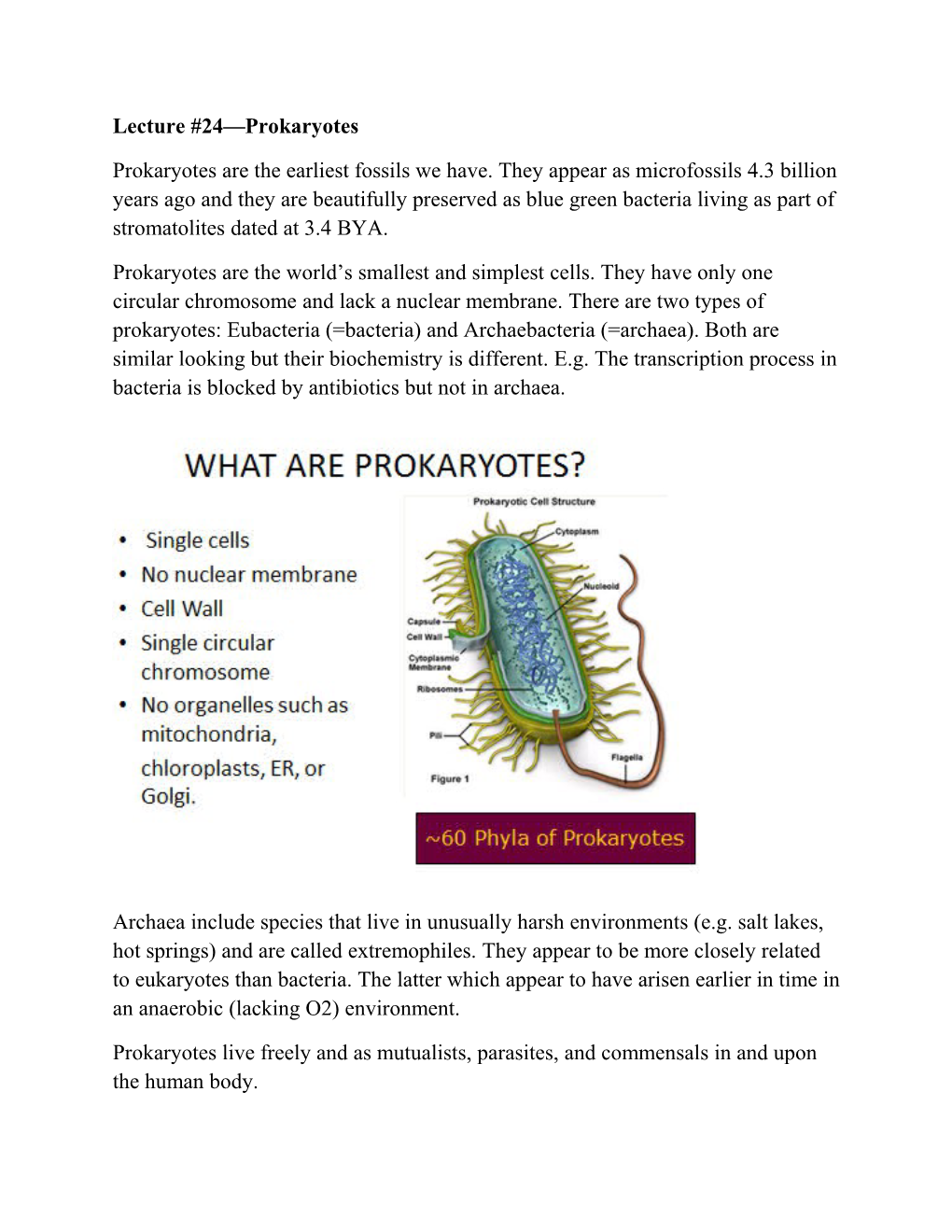 Lecture #24 Prokaryotes