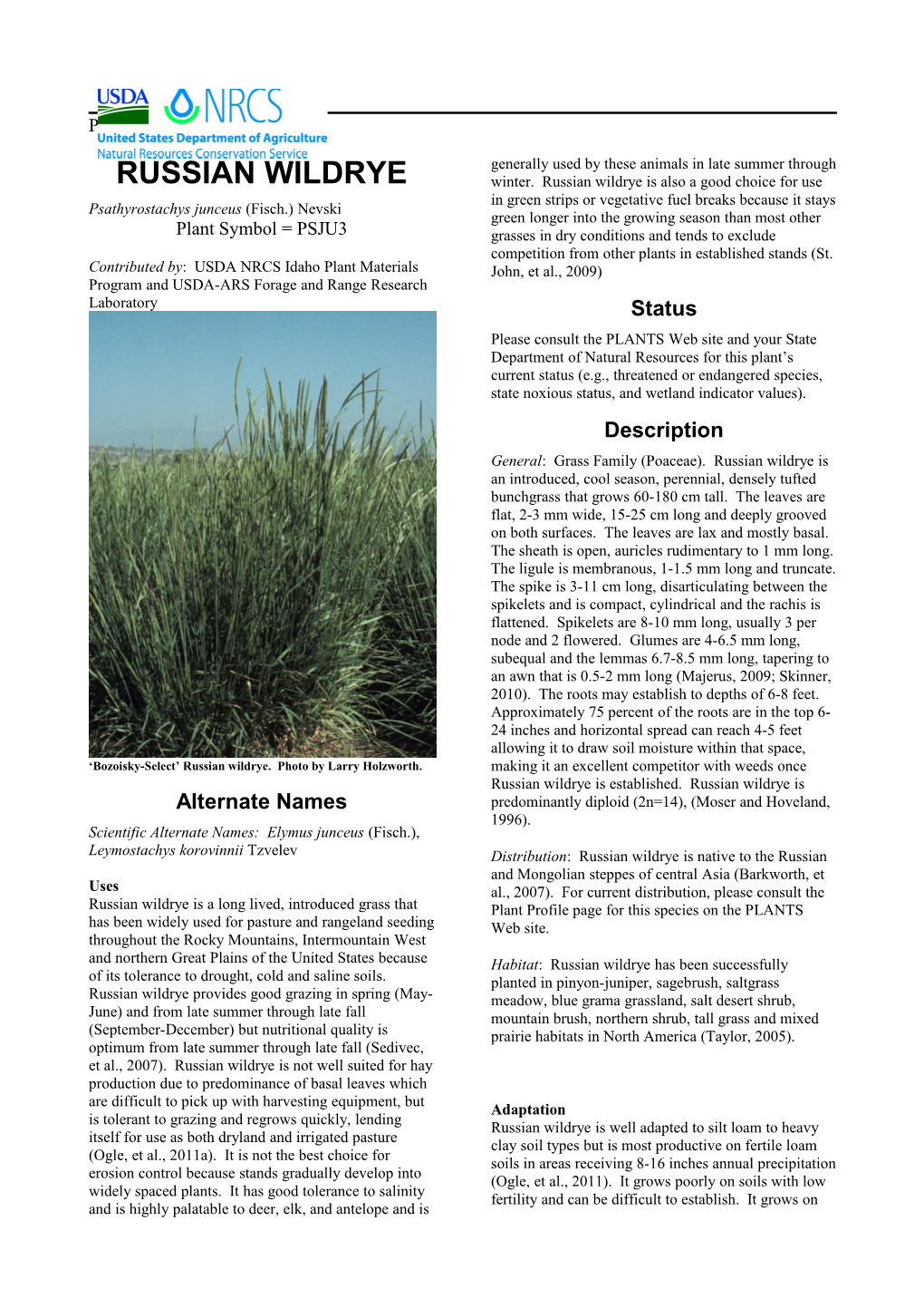 Russian Wildrye Psathyrostachys Juncea Plant Guide