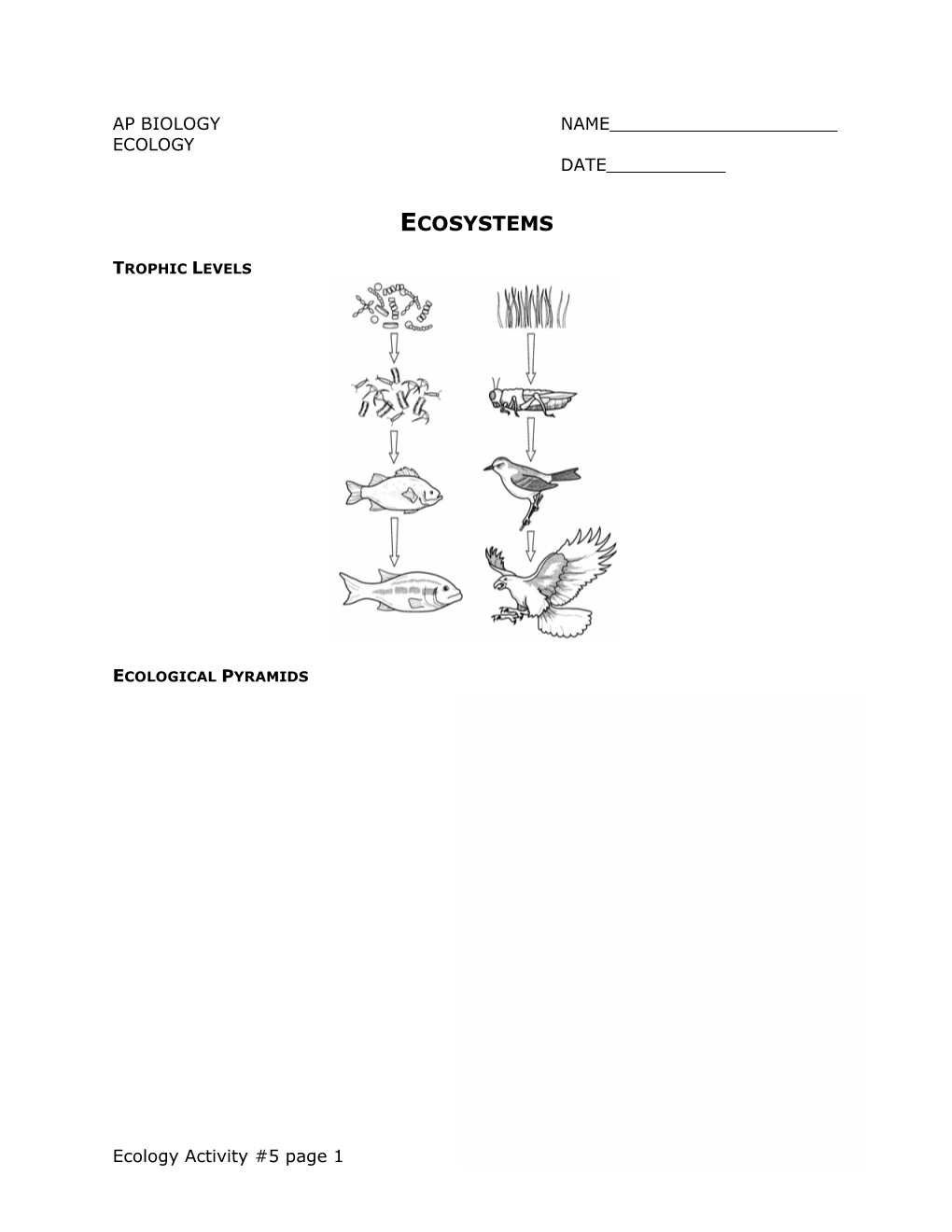 Ecological Pyramids