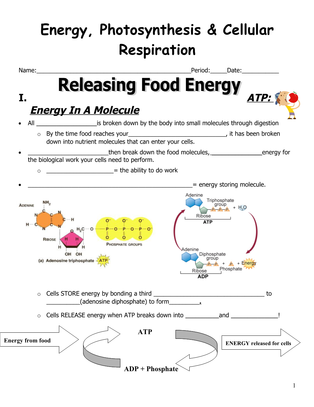 Energy, Photosynthesis & Cellular Respiration