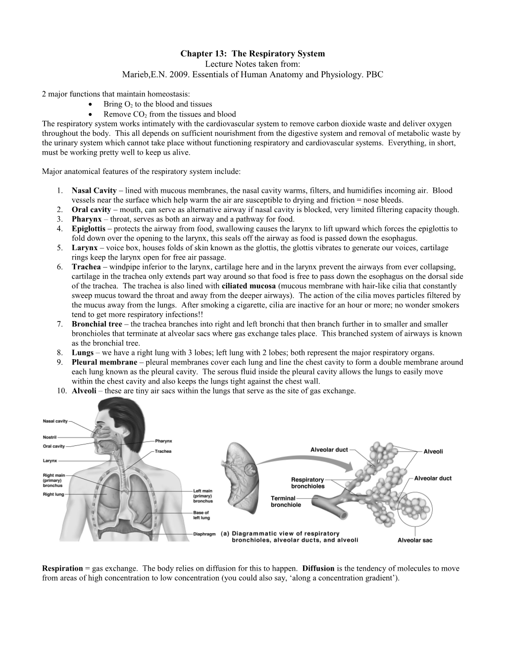 The Respiratory System: Basic Anatomy, Physiology, and Common Disorders