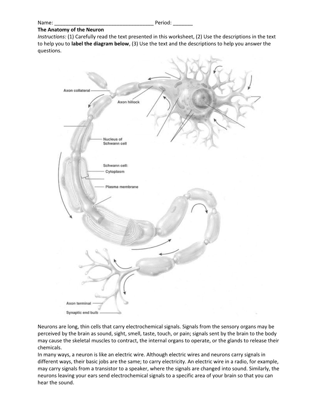 The Anatomy of the Neuron