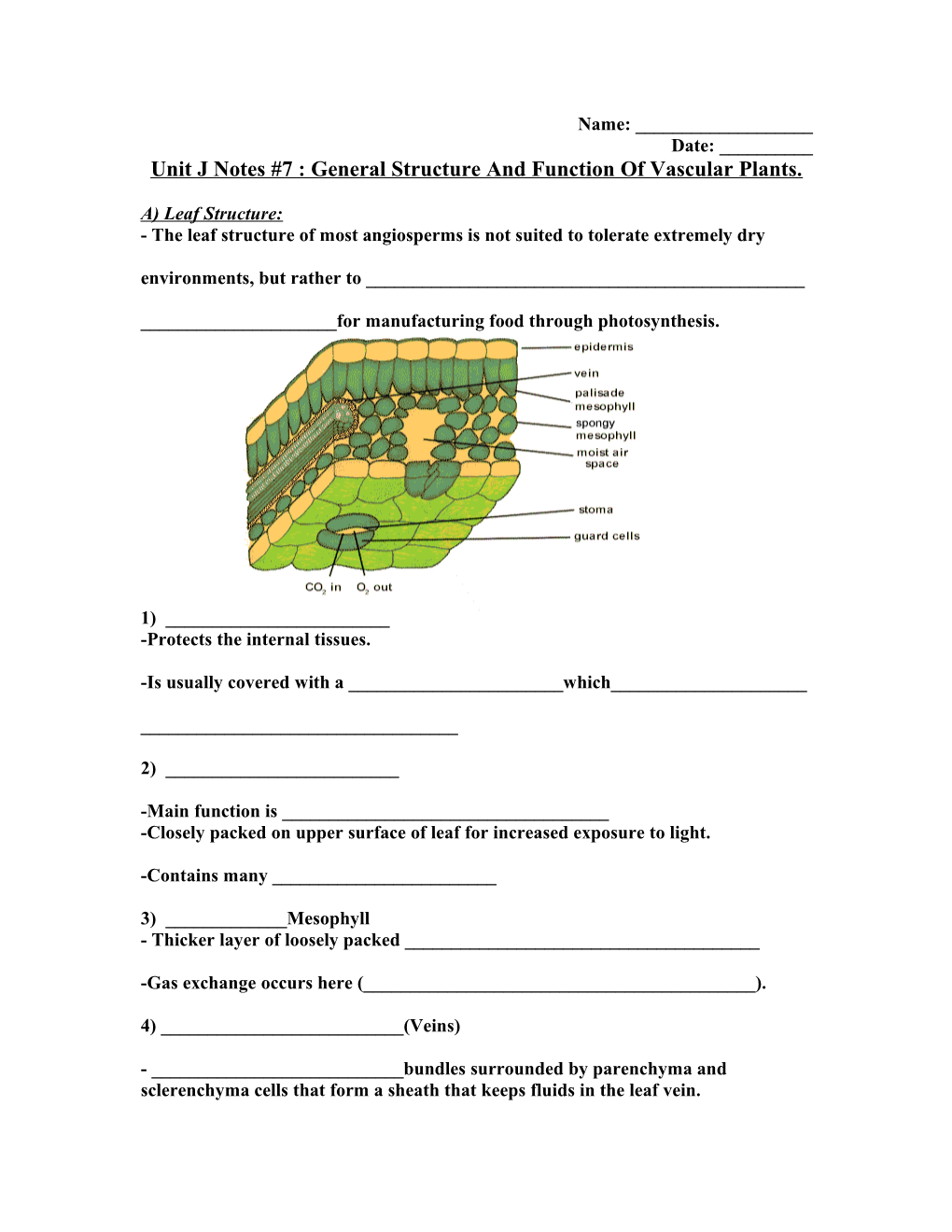 Unit J Notes #7 : General Structure and Function of Vascular Plants