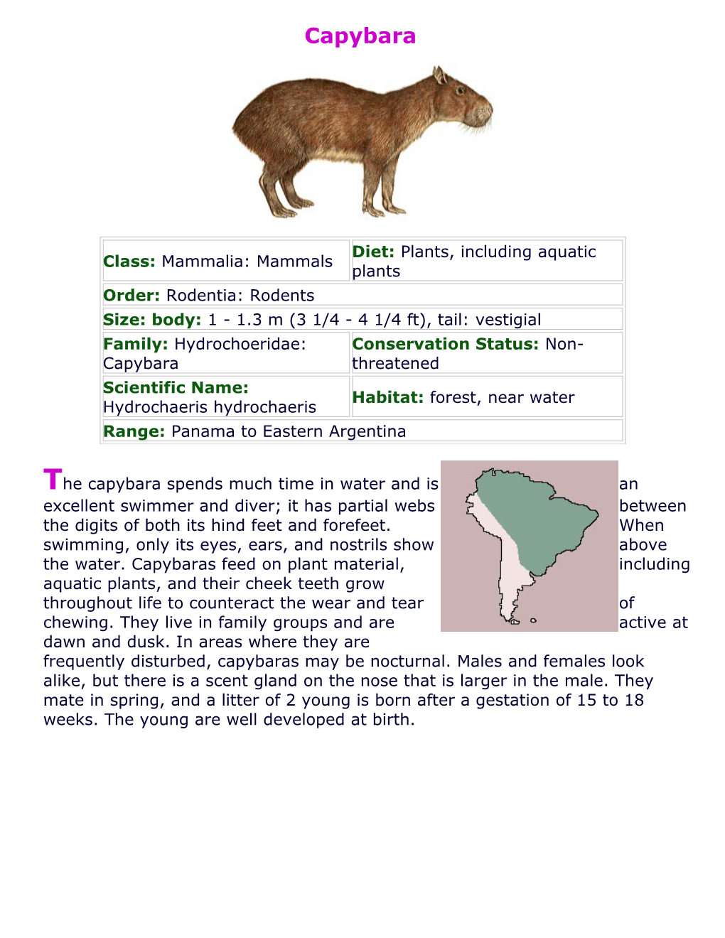 Brazilian Tapir