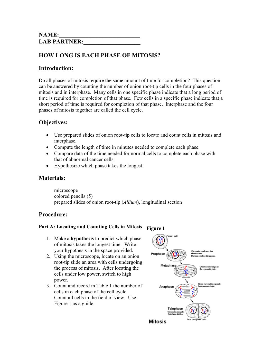 How Long Is Each Phase of Mitosis