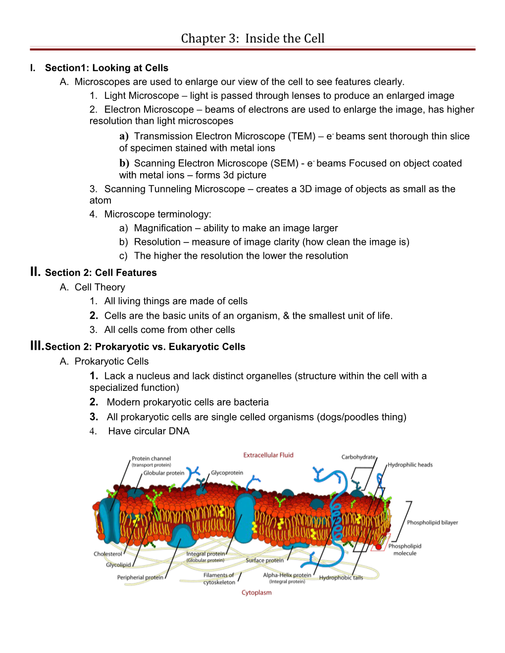 A. Microscopes Are Used to Enlarge Our View of the Cell to See Features Clearly