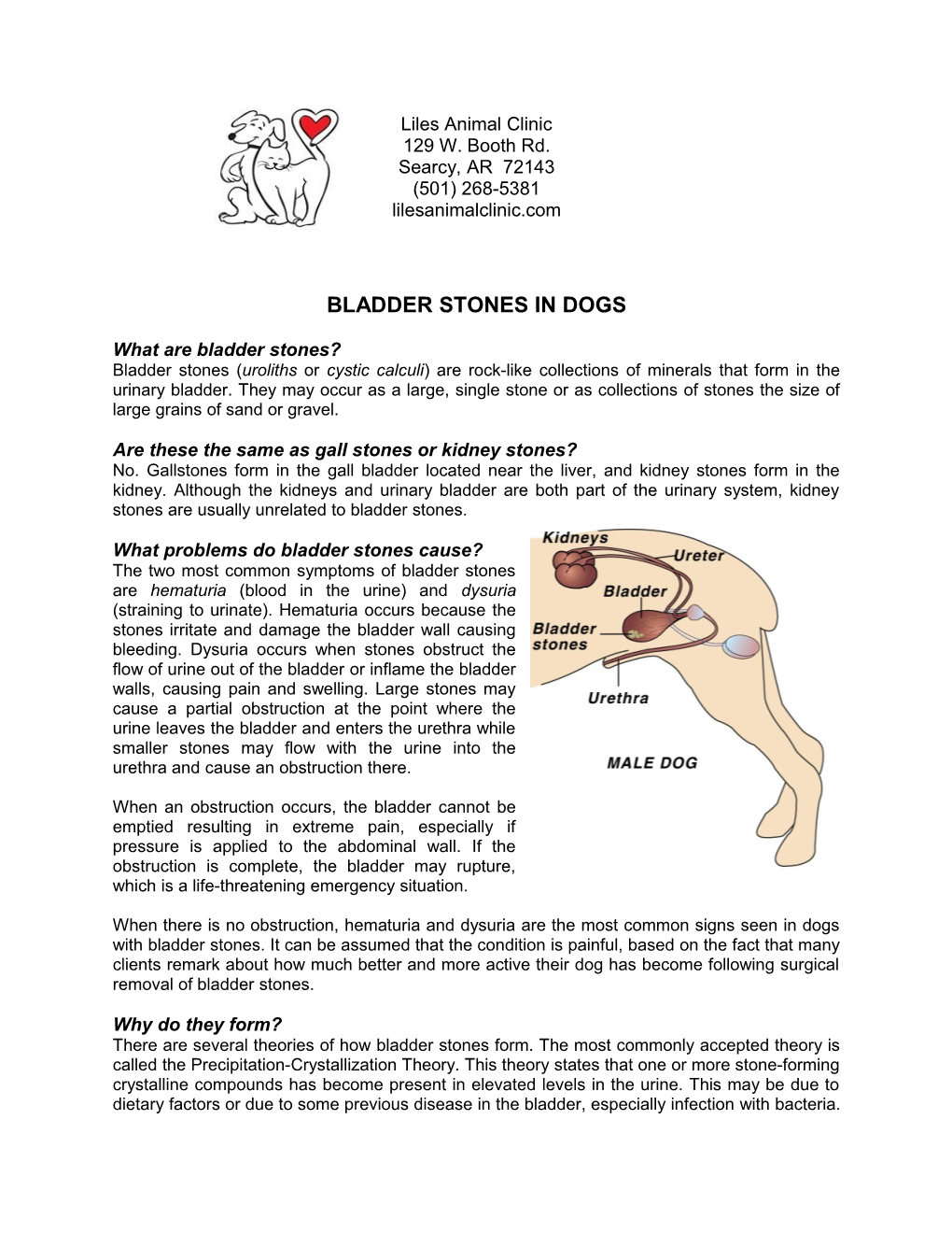 Bladder Stones in Dogs