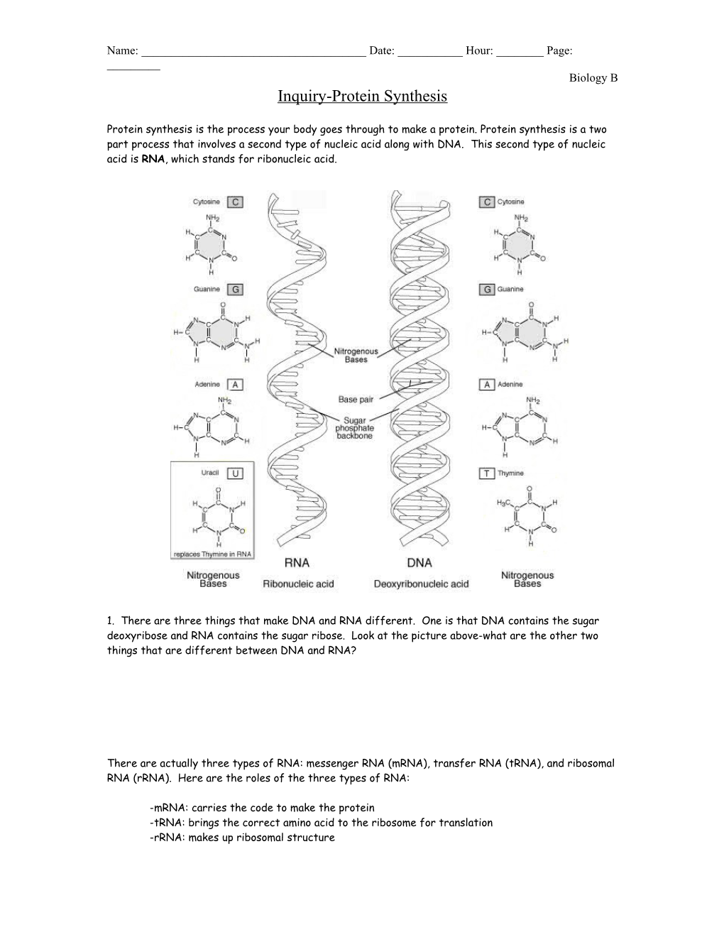 Inquiry-Protein Synthesis