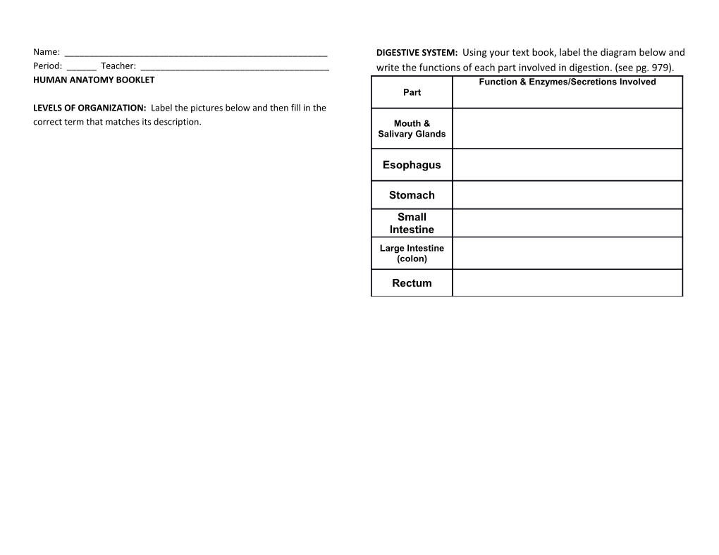 Human Anatomy Booklet