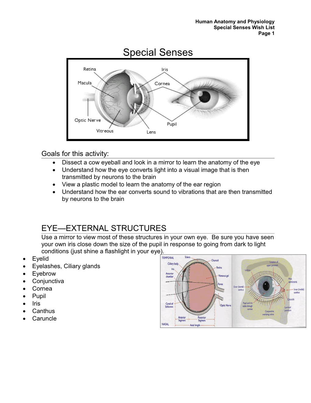 Human Anatomy and Physiology