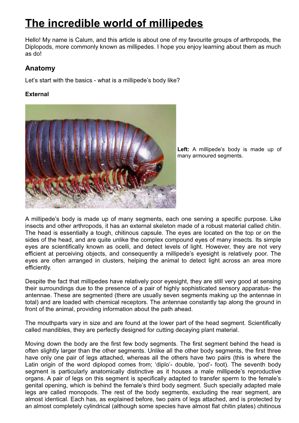 The Incredible World of Millipedes