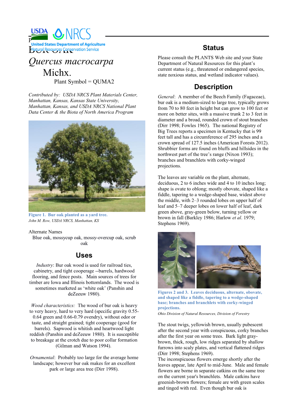 Bur Oak Plant Guide