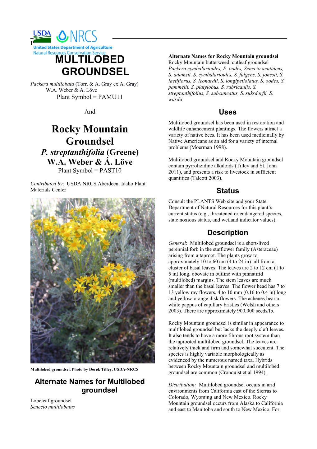 Plant Guide for Multilobed Groundsel (Packera Multilobata) and Rocky Mountain Groundsel