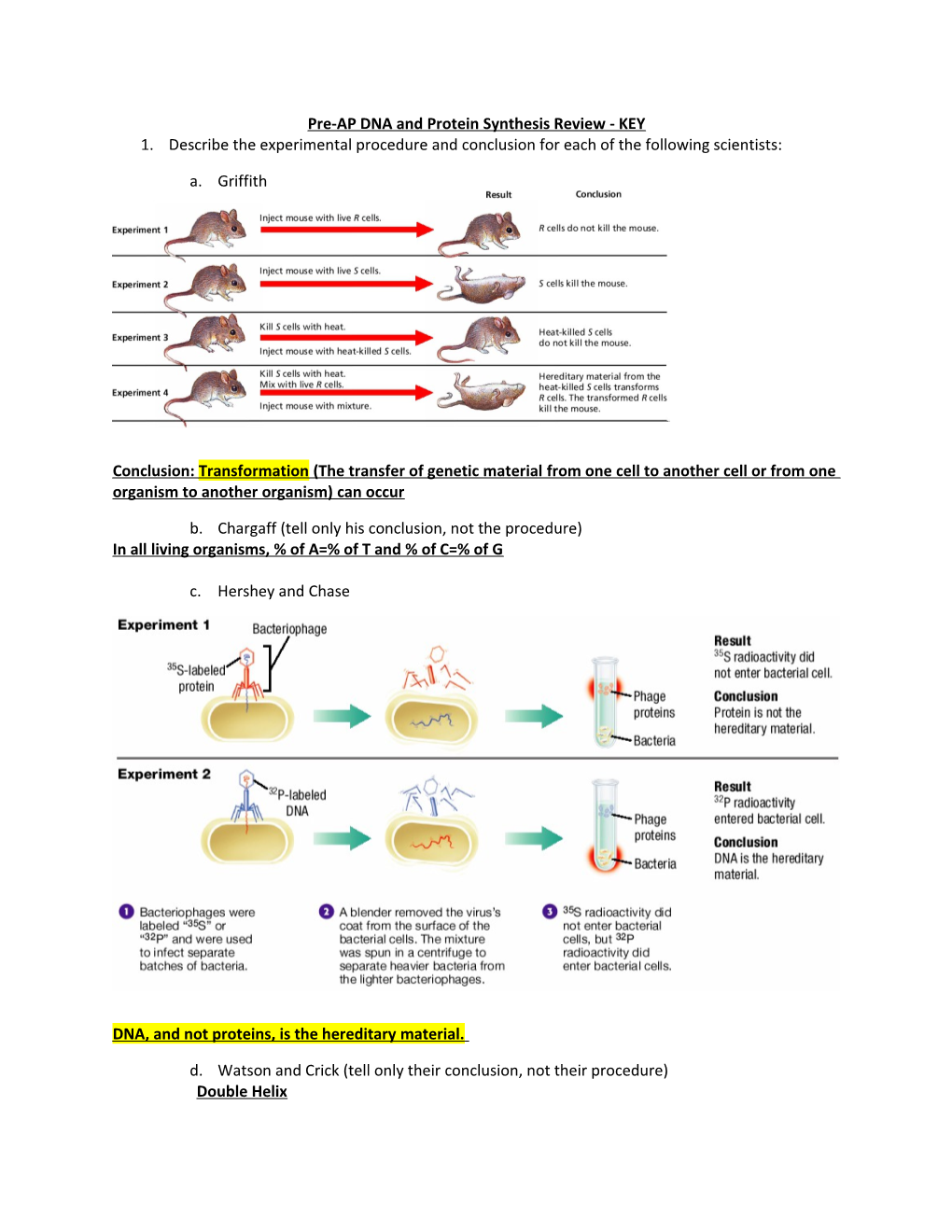 Pre-AP DNA and Protein Synthesis Review - KEY