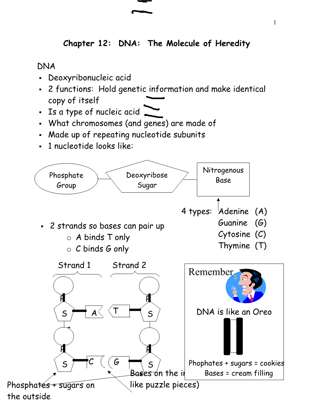 Chapter 11: DNA: the Molecule of Heredity s1
