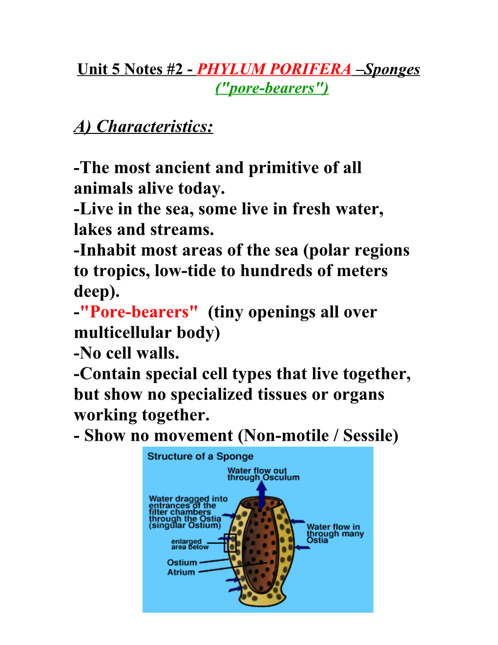 Unit 5 Notes #2 - PHYLUM PORIFERA Sponges (Pore-Bearers)