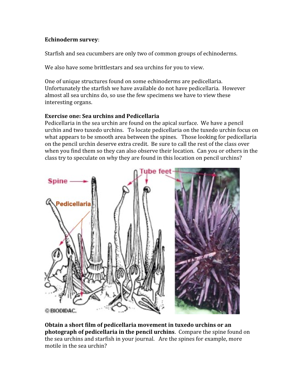 Starfish and Sea Cucumbers Are Only Two of Common Groups of Echinoderms