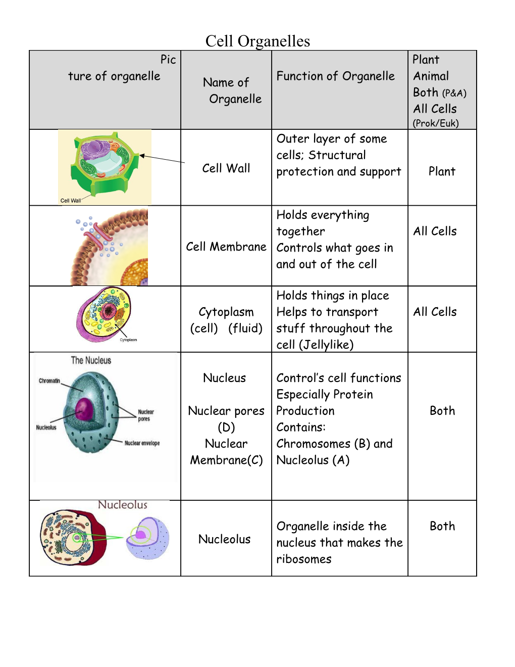 Picture of Organelle