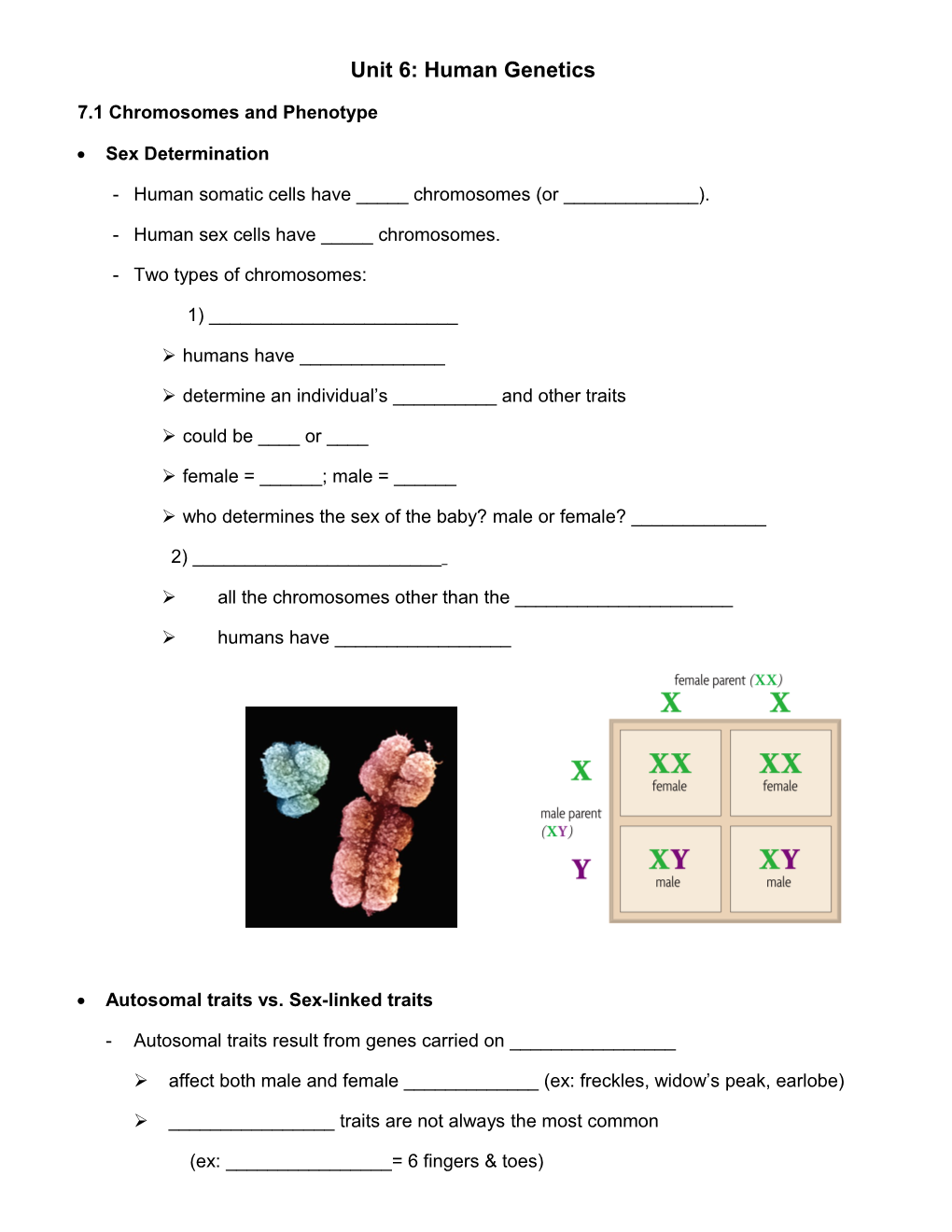 Unit 6: Human Genetics