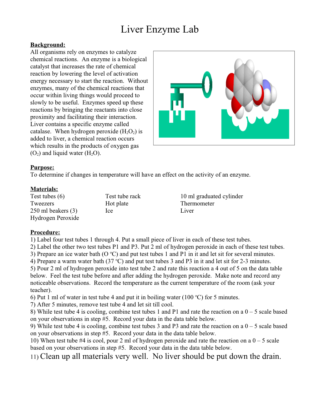 Liver Enzyme Lab