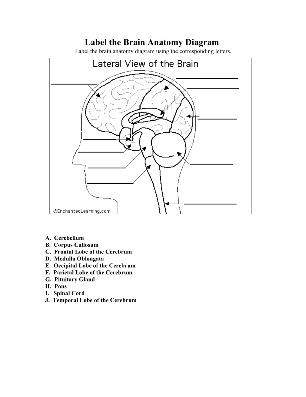 Label the Brain Anatomy Diagram