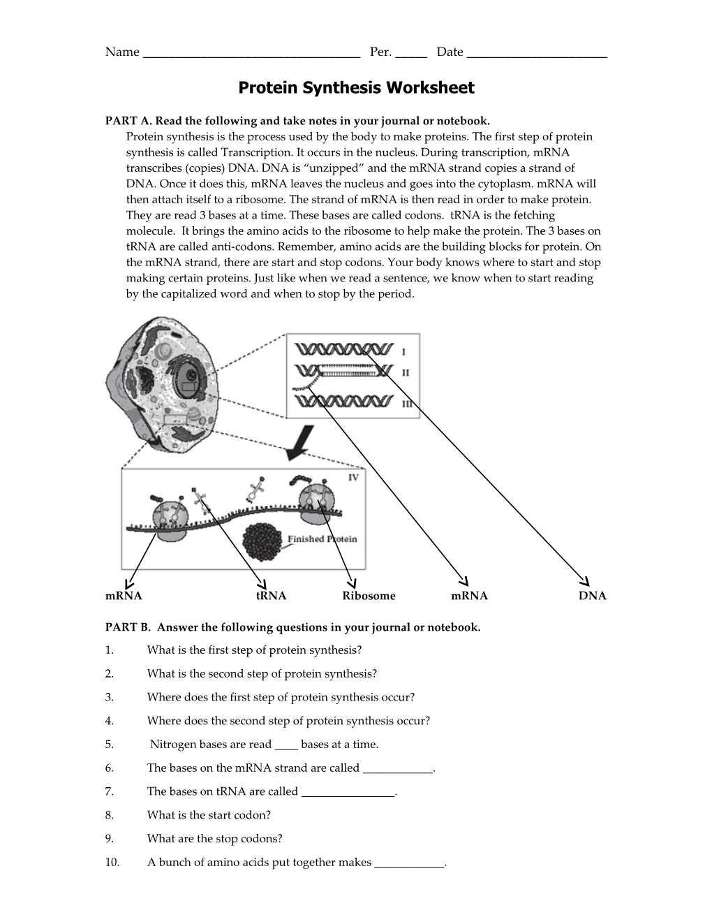 Protein Synthesis Worksheet