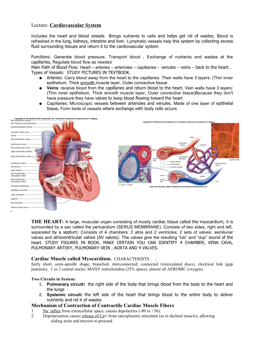 Lecture: Cardiovascular System