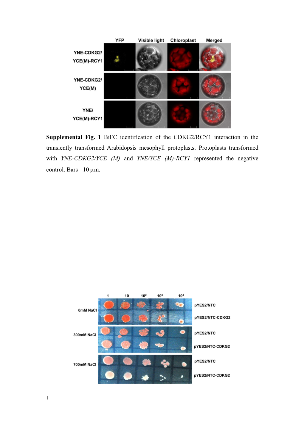 CDKG2 an Arabidopsis Cyclin-Dependent Kinase Interacts with RCY1 and Represses Plant Flowering