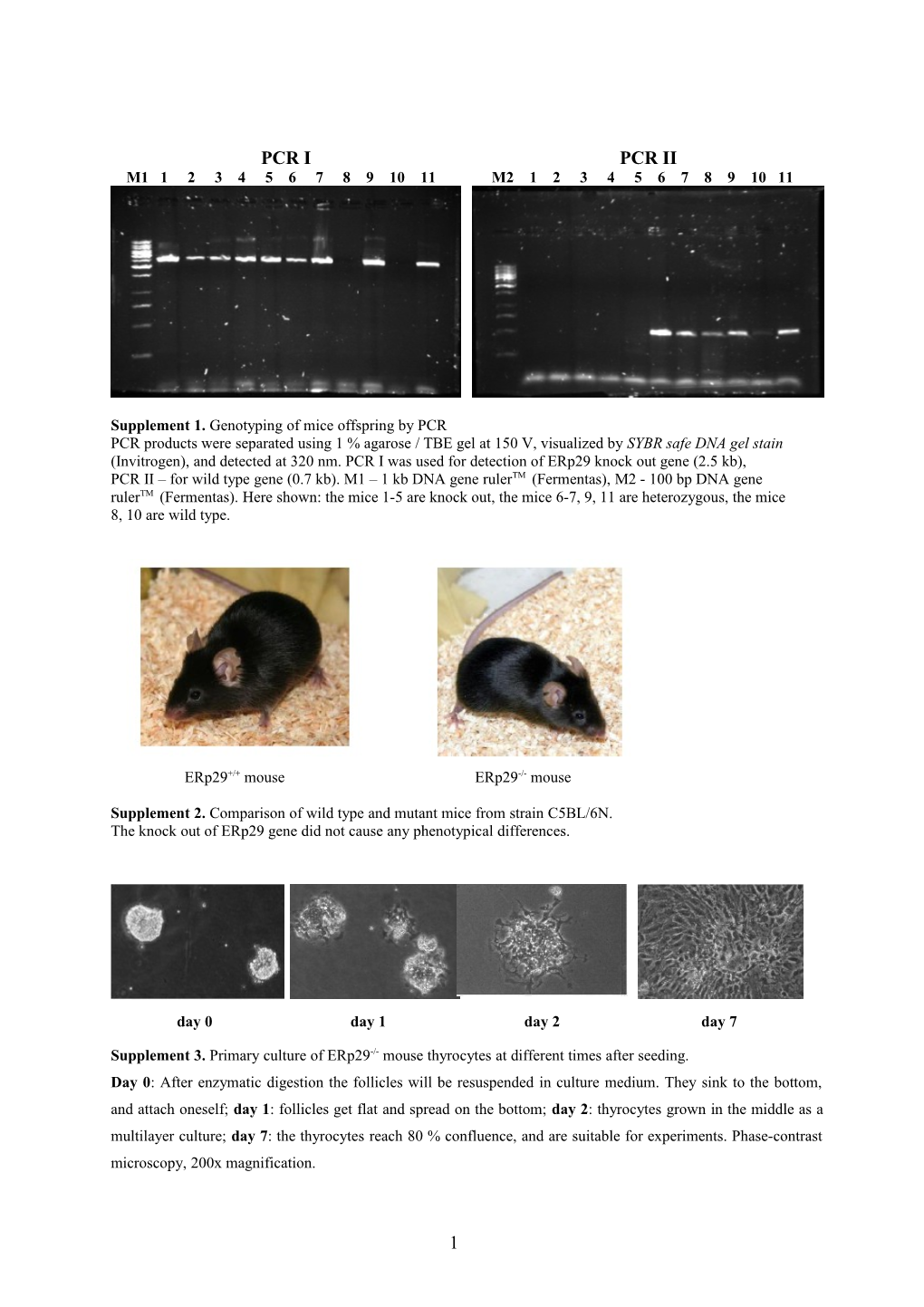 Supplement 1. Genotyping of Mice Offspring by PCR