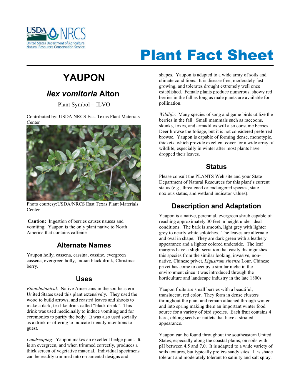 Yaupon, Ilex Vomitoria, Plant Fact Sheet