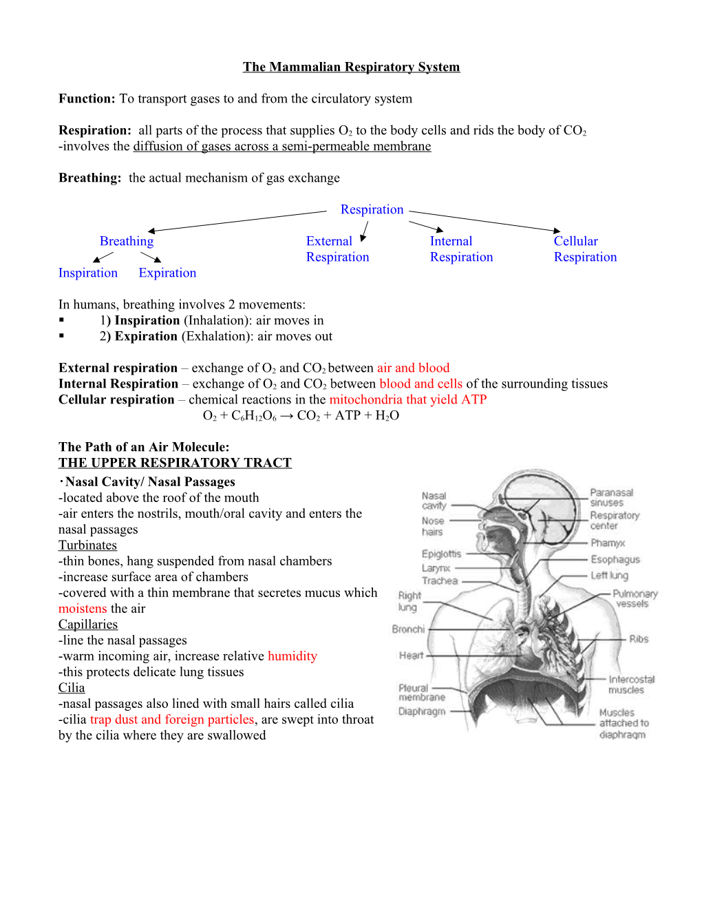 The Mammalian Respiratory System