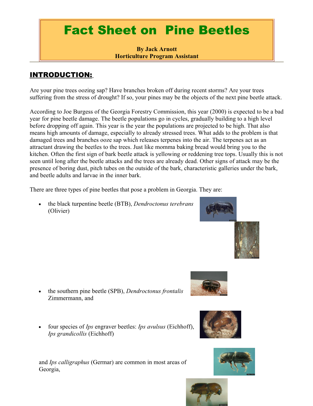 Fact Sheet on Pine Beetles