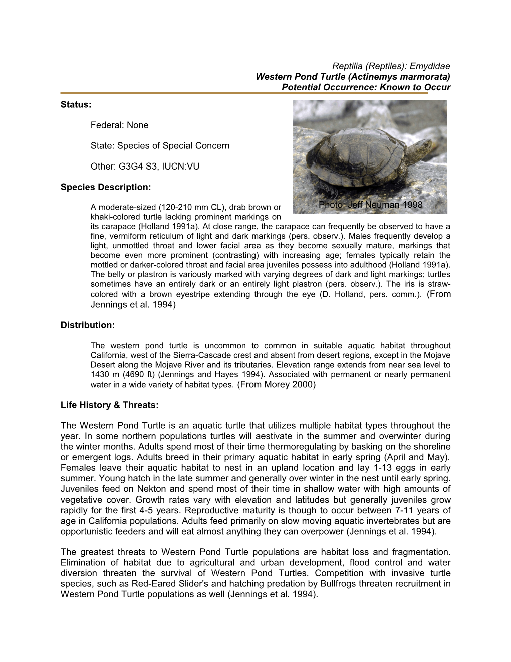 Western Pond Turtle (Actinemys Marmorata)