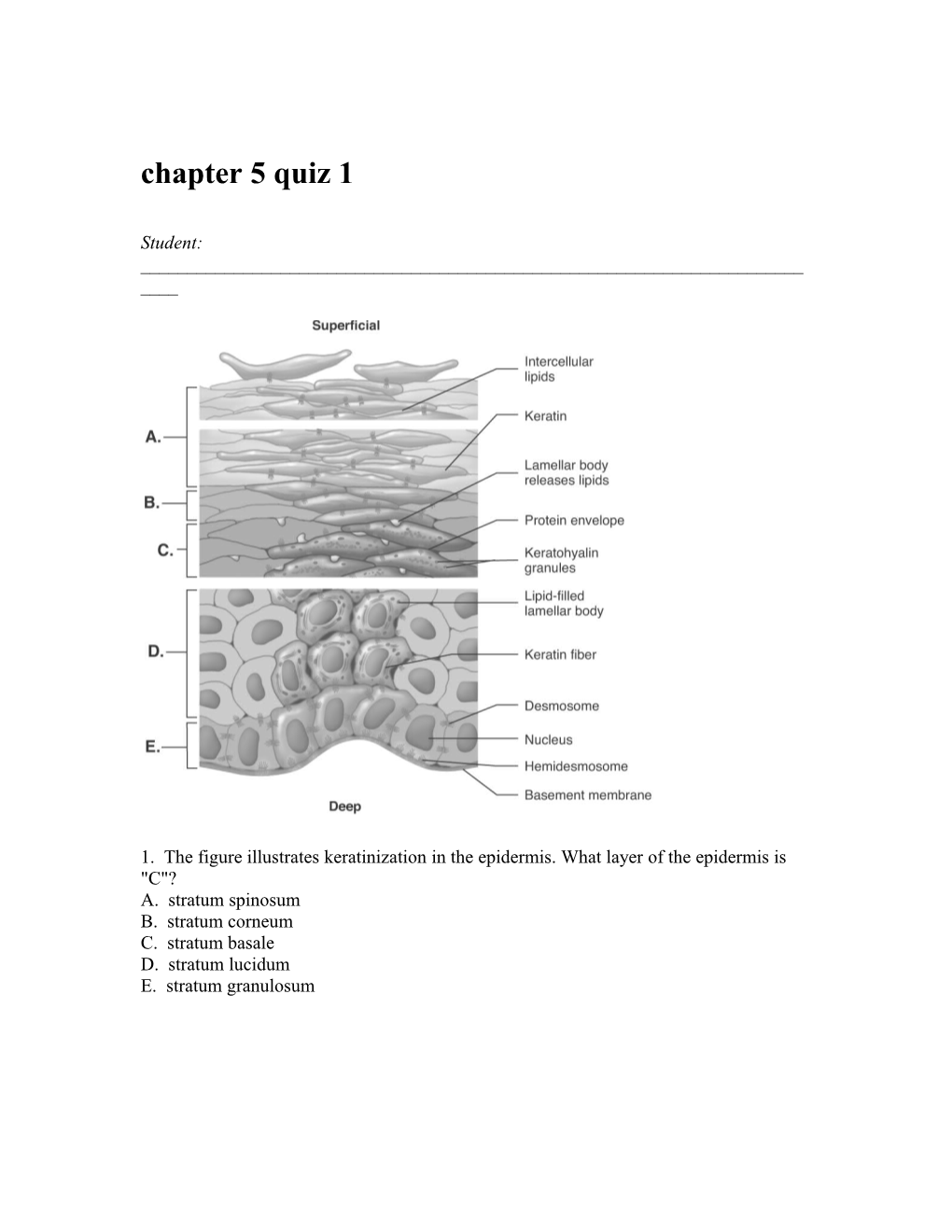 1. the Figure Illustrates Keratinization in the Epidermis. What Layer of the Epidermis