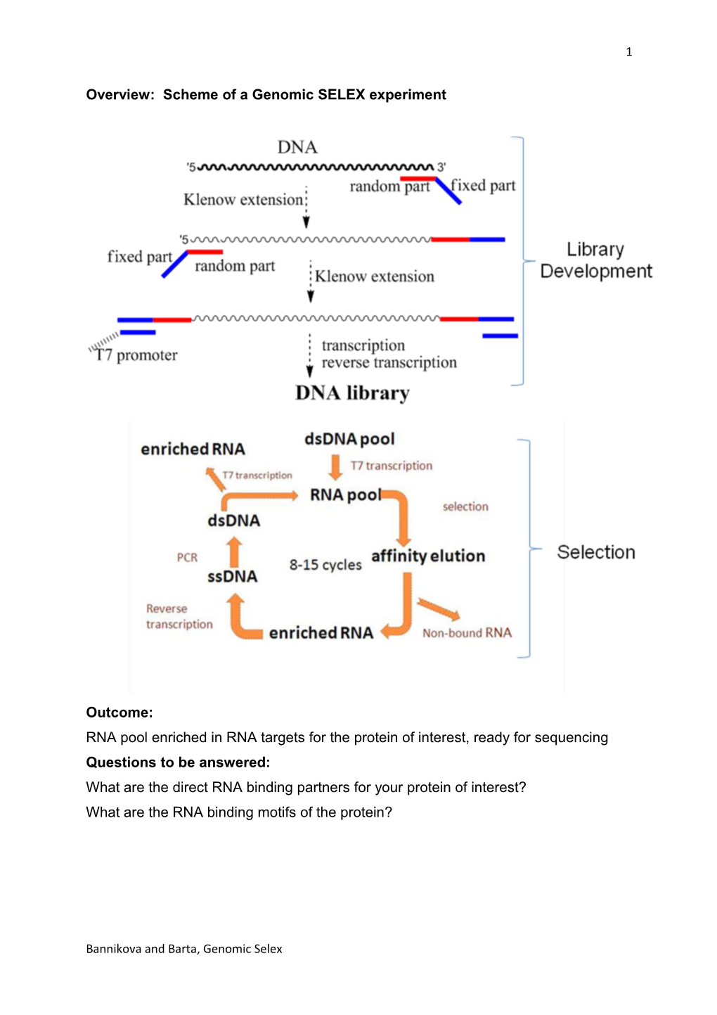 Genomic SELEX to Identify RNA Targets of Plant RNA Binding Proteins - Stamm Revision