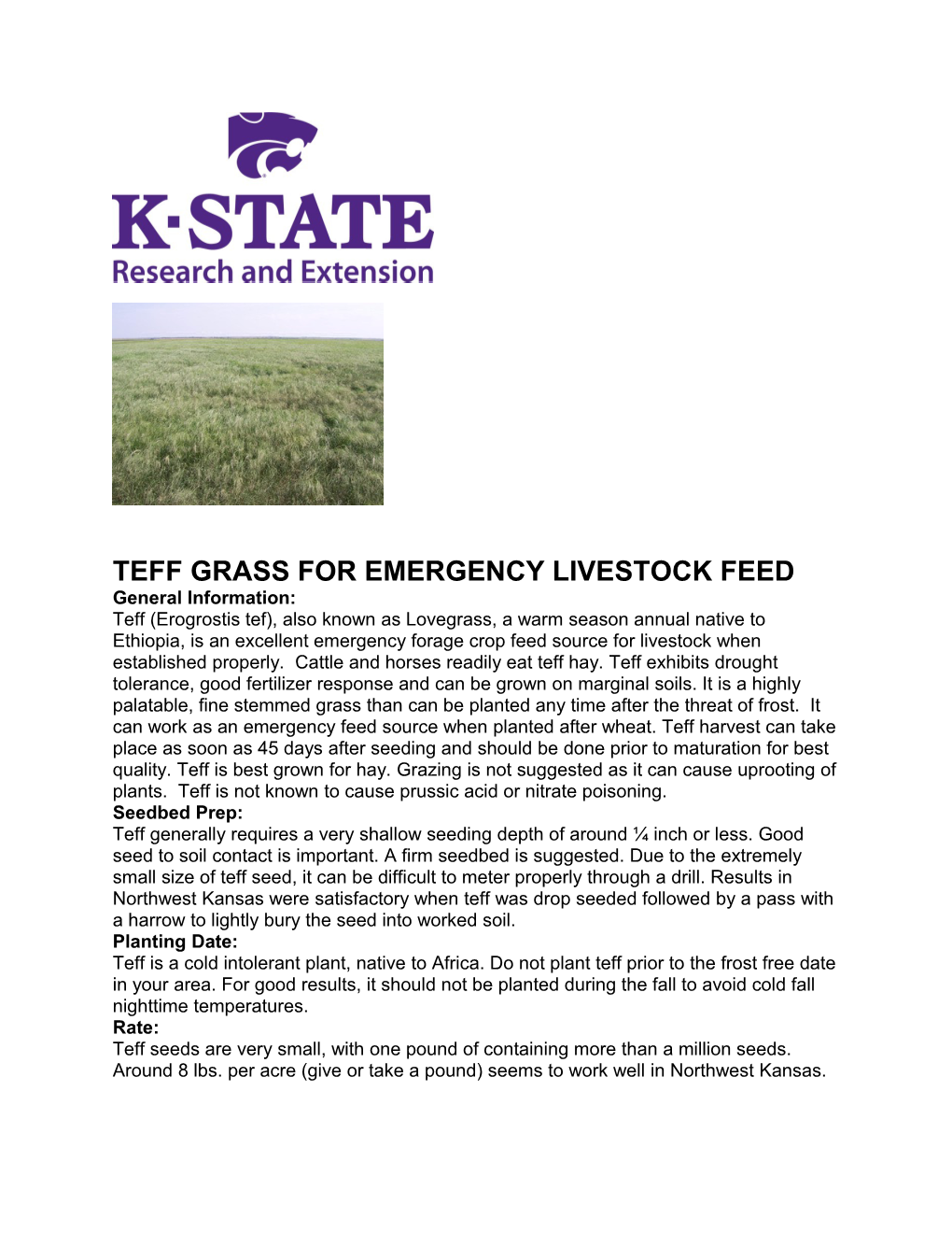 Teff Grass for Emergency Livestock Feed