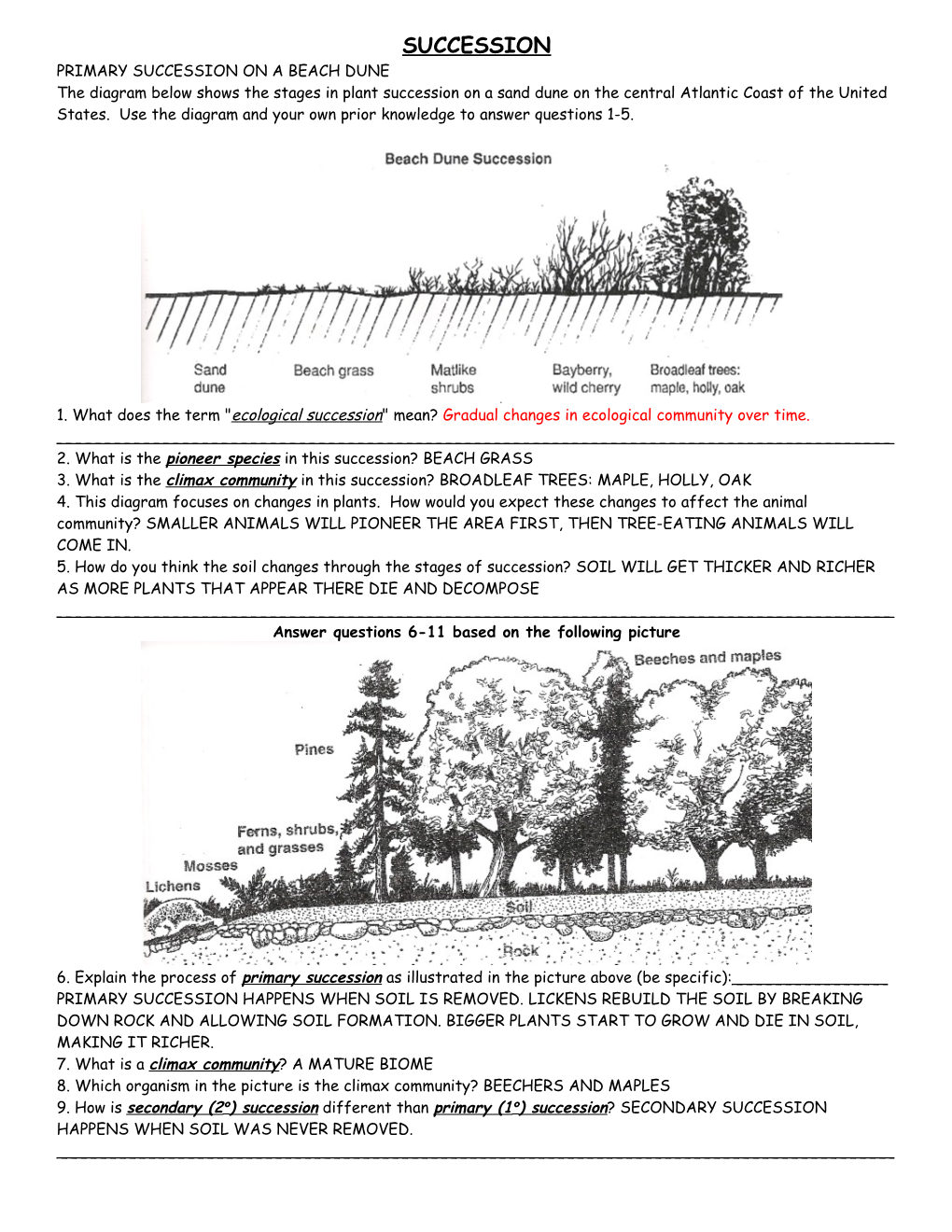 Primary Succession on a Beach Dune