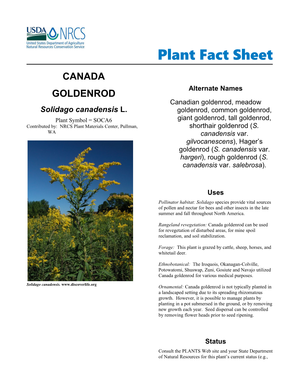 Plant Fact Sheet for Canada Goldenrod Solidago Canadensis