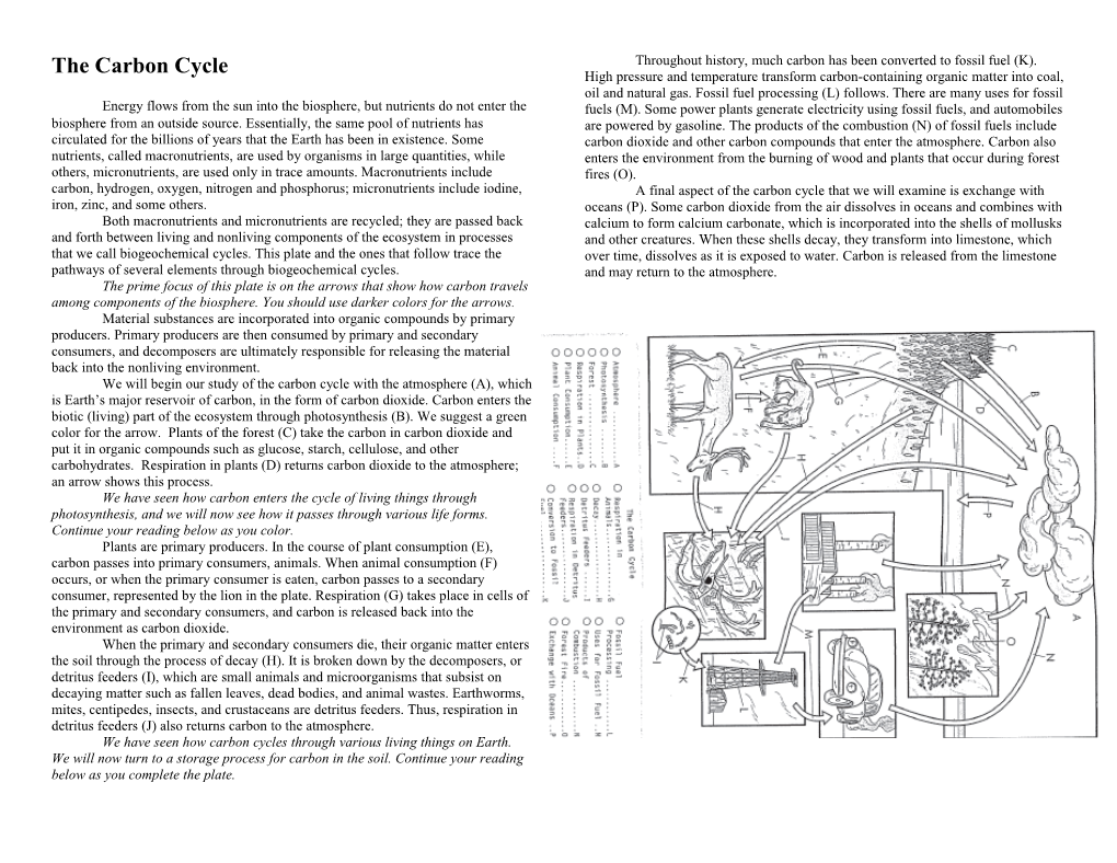 The Carbon Cycle