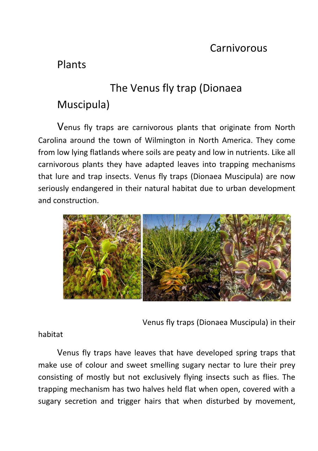 The Venus Fly Trap (Dionaea Muscipula)