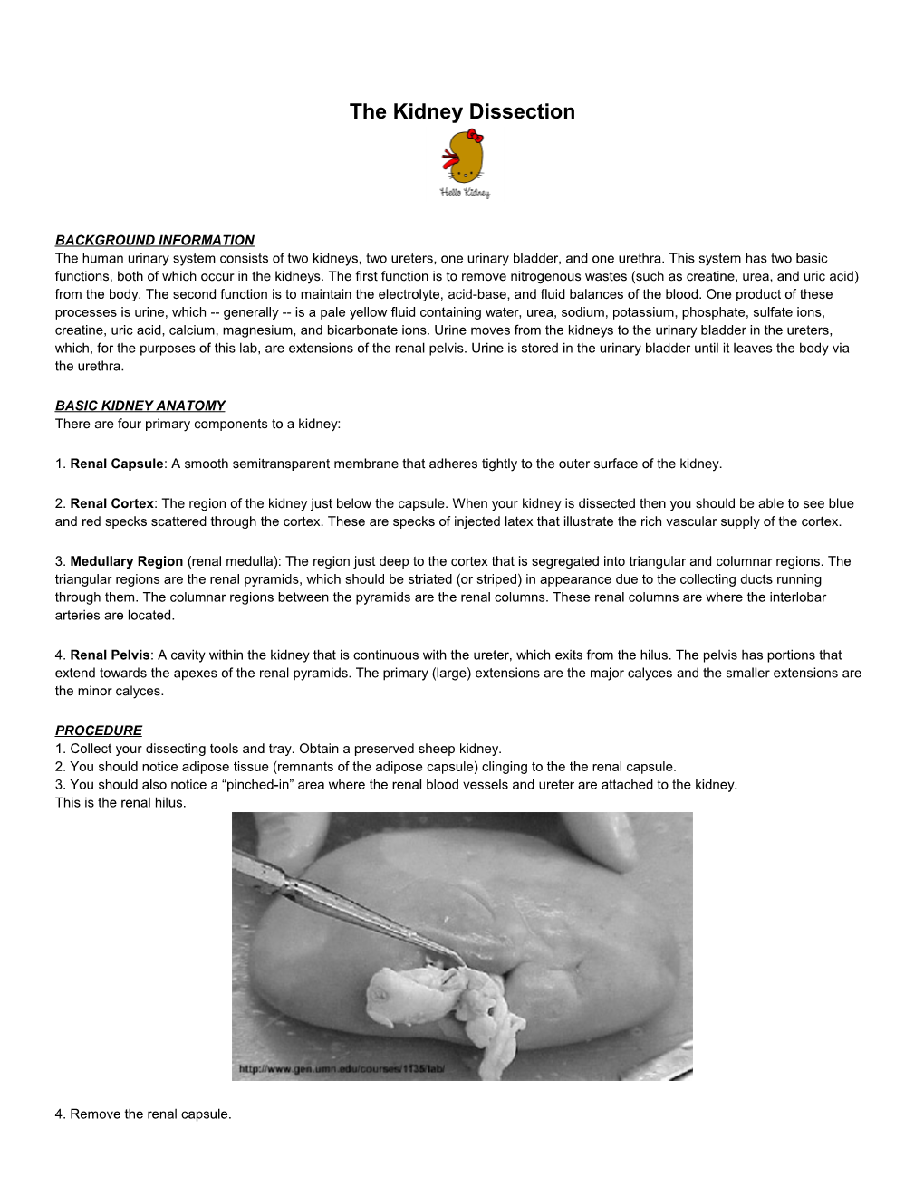 The Kidney Dissection